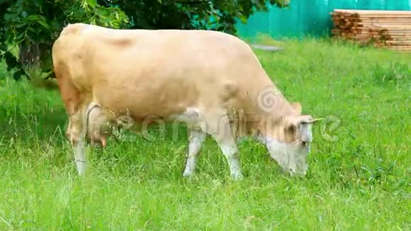 棕牛正在喂青鲜草视频的预览图