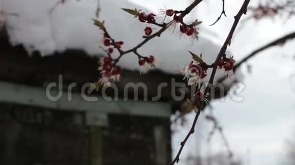 罕见的现象春天的雪雪落在上面的盛开的苹果树的枝花上的雪气候变化视频的预览图