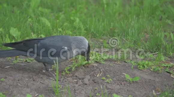 欧洲乌鸦乌鸦杰克在生活方式夏草乌鸦沿着草地散步寻找食物慢动作视频视频的预览图