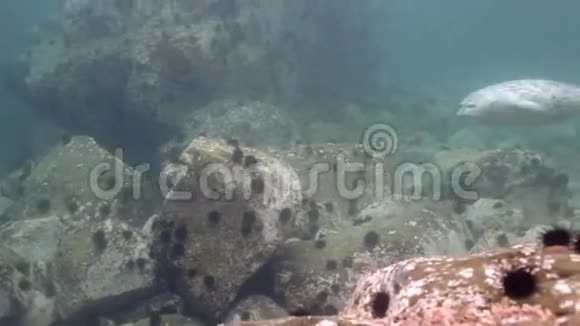 灰色海豹在海中的水下岩石中游泳视频的预览图