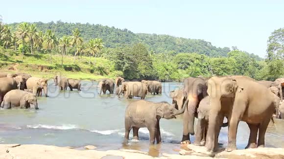 大象在水里玩耍视频的预览图