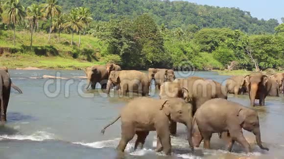 大象在水里玩耍视频的预览图