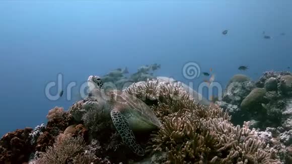 绿海龟在珊瑚礁上视频的预览图