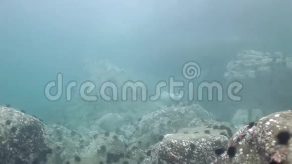 灰色海豹在海中的水下岩石中游泳视频的预览图