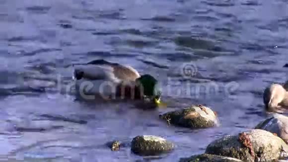 两只鸭子在美国加州萨克拉门托河觅食视频的预览图