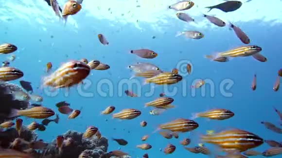 埃及水下游动的鱼视频的预览图
