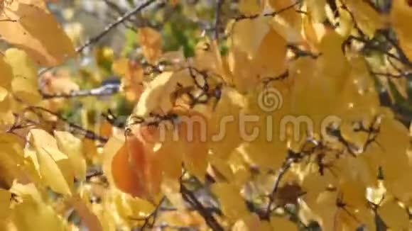 秋天森林里有一片黄叶的树枝视频的预览图