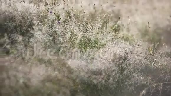 清晨的露水和草地上的霜自然的背景视频的预览图