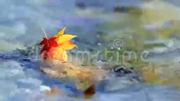 多色秋叶浮在水面上视频的预览图