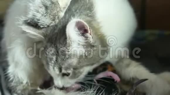 母亲绒毛猫怀孕分娩和新生婴儿小猫喝牛奶从母亲的生活方式乳房猫视频的预览图