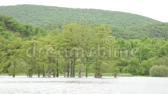 柏树沼泽在群山的背景下从湖水中生长出来视频的预览图