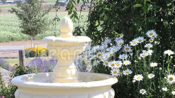 喷泉与黛西的花一起流动视频的预览图