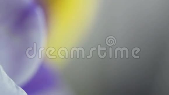 美丽的紫罗兰视频的预览图