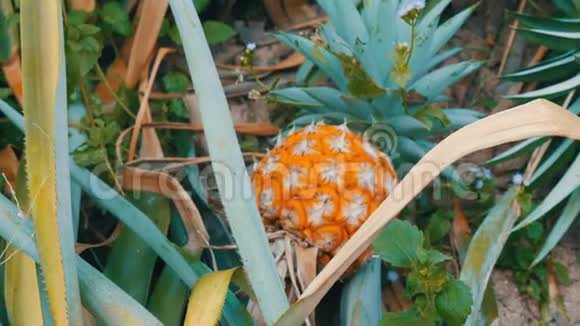 菠萝人工林与成熟生长的菠萝视频的预览图