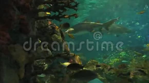热带鱼学校巡游鲨鱼视频的预览图