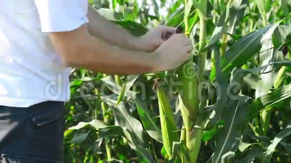 在收获季节之前种植农业玉米的农民对幼粒玉米芯进行检查视频的预览图