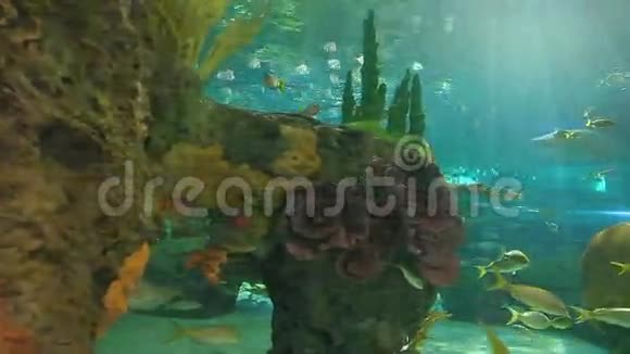 黄尾鱼和其他热带鱼在珊瑚礁中游泳视频的预览图