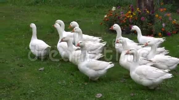 家养白鸟群视频的预览图