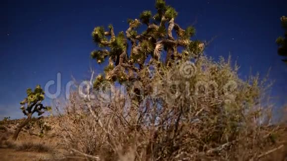 约书亚树在夜晚满月时光流逝多莉潘4K视频的预览图