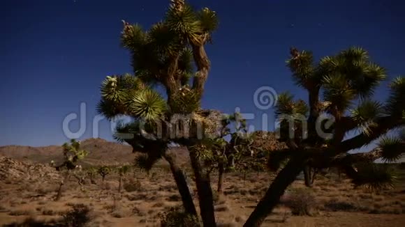 约书亚树在夜晚满月时光流逝多莉潘4K视频的预览图