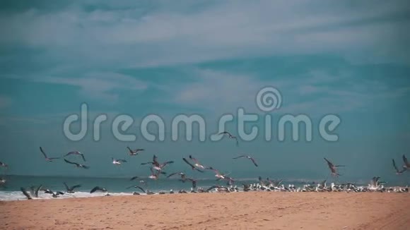 海鸥从海滨起飞视频的预览图