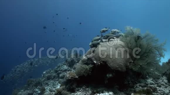 珊瑚礁与哈莱金甜唇和驼背红嘴4k视频的预览图