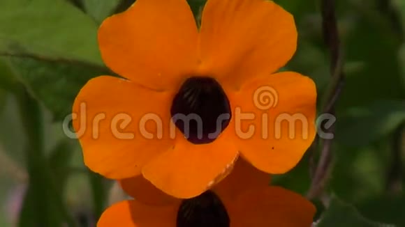 橙花开花植物自然视频的预览图