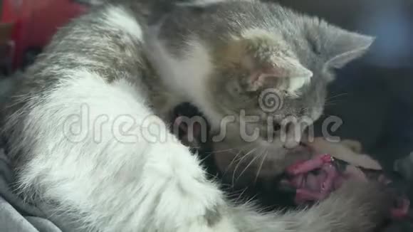 母亲蓬松的猫怀孕分娩和新生生活方式婴儿小猫喝牛奶从他们的母亲乳房猫视频的预览图