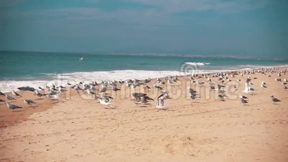 海鸥从海滨起飞视频的预览图