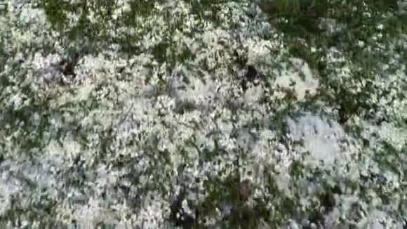 自然山白苔覆盖丘陵上图视频的预览图