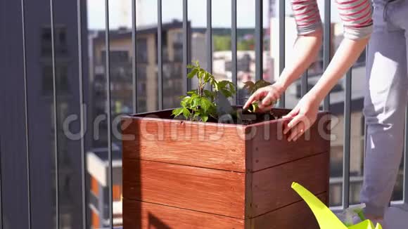 园艺和园艺在城市露台上的一个盒子里种着少女葡萄视频的预览图
