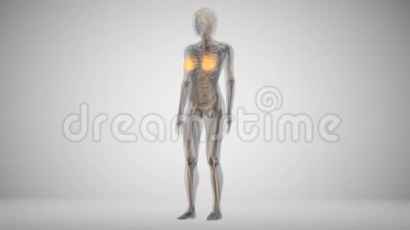 人体乳腺扫描视频的预览图