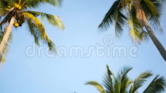 椰子棕榈树冠对蓝色阳光天空透视从地面视频的预览图