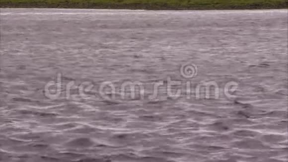 一条稳定的河流视频的预览图