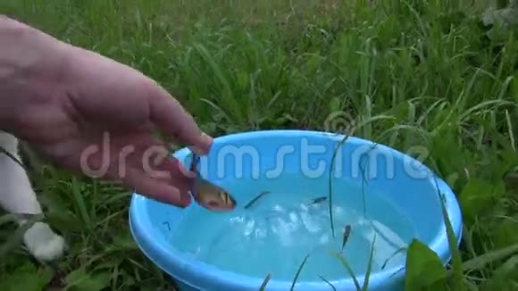 女人的手让鱼在碗里活跃的猫宠物捕捉食物视频的预览图