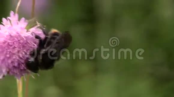 蜜蜂选择花蜜夏天爬在紫色的野花上视频的预览图