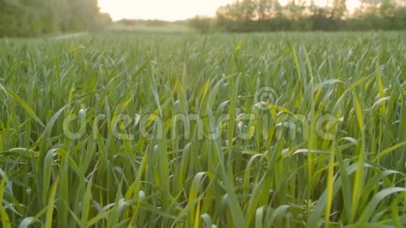 早青小麦栽培地视频的预览图