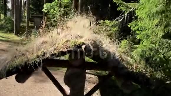 小木屋生态屋顶上生长的草视频的预览图