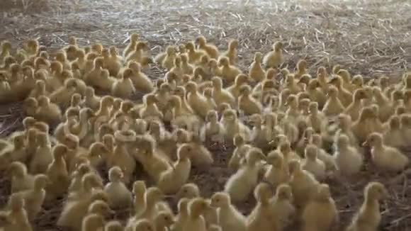 可爱的黄鸭子视频的预览图