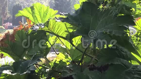 热带花园植物密集的灌丛视频的预览图