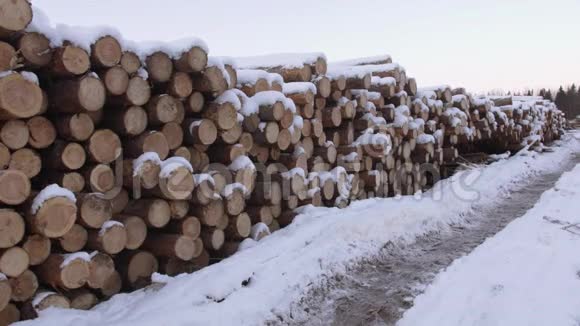 冬天一堆被雪覆盖的树木视频的预览图