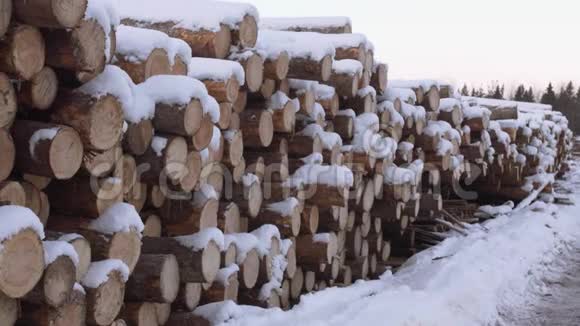 冬日里被雪覆盖的树木视频的预览图