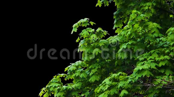 阿尔法树的叶子视频的预览图