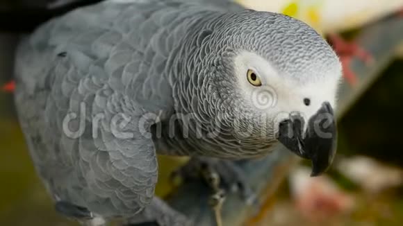红尾一夫一妻制非洲刚果灰色鹦鹉同伴雅科是流行的鸟类宠物原产于赤道地区视频的预览图