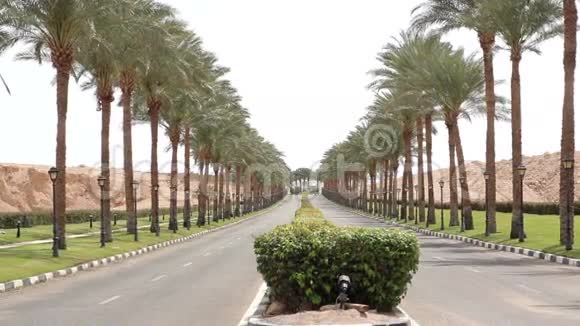 埃及两旁长满棕榈树的漂亮柏油路视频的预览图