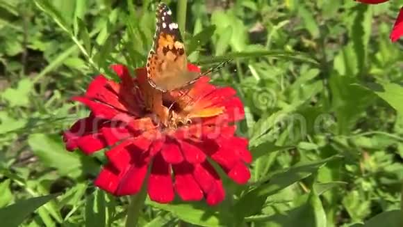 蝴蝶范妮丝卡迪视频的预览图