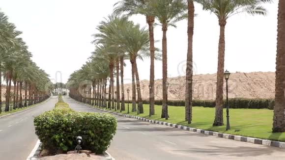 埃及两旁长满棕榈树的漂亮柏油路视频的预览图