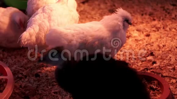 家禽养殖场鸡舍里的鹌鹑家禽养殖场的鹌鹑鸟视频的预览图