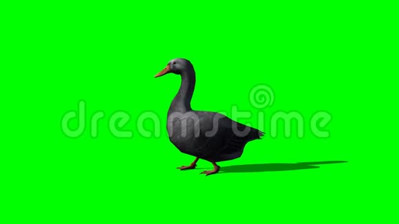 灰鹅行走1绿色屏幕视频的预览图