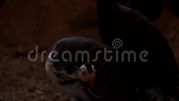鸟场鸡舍里的鹌鹑家禽养殖场的鹌鹑鸟农村农业视频的预览图